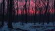 © Biancaart - Pink Sunset Through Winter Woods Silhouette