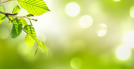 Wall Mural - bright abstract spring background with growing leaf isolated on defocused sunlight, fresh green nature scene outdoors with copy space, closeup of a young tree branch in sunshine 