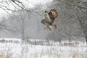 Canvas Print - Great gray owl hunting a mouse on a winter day