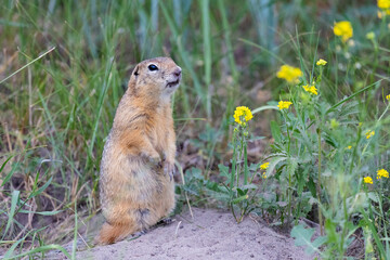 Wall Mural - Gopher stands in the grass on a summer day