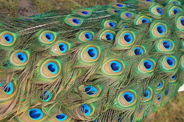 plumage of a male peacock with colorful feathers