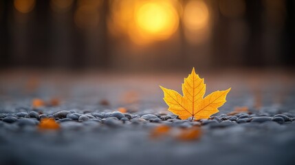 Canvas Print - Golden leaf on pebbles at sunset, forest background