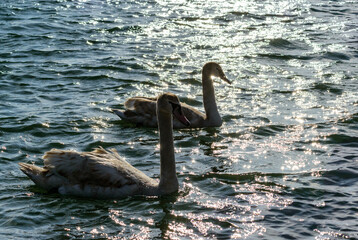 Wall Mural - Mute swan Cygnus olor, backlight and glare on water, two white swans swimming near the shore in estuary in winter, Ukraine