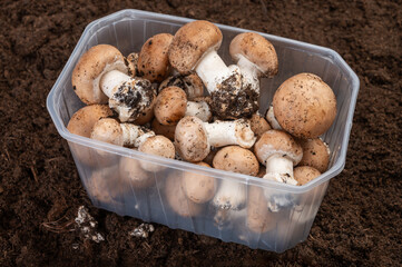 Wall Mural - Brown champignons mushrooms from underground caves in Kanne, Belgium, organic farm