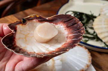 Atlantic bay scallops coquille St. James sea shells, opened in shellsand cleaned, catch of the day in Normandy or Brittany, France on fish market