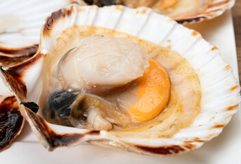 Atlantic bay scallops coquille St. James sea shells, opened in shells, catch of the day in Normandy or Brittany, France on fish market