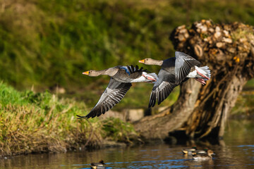 Wall Mural - Greylag Goose, Anser anser, bird in flight over winter marshes