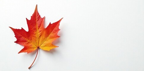 A single maple leaf on a white canvas background, mapel, greenery, leaf