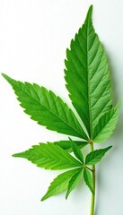 Wall Mural - Fresh cannabis leaves with veins isolated on white background, leaves, eco friendly, natural