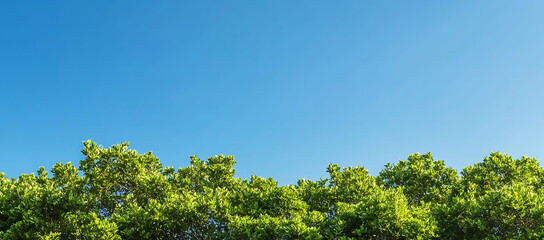 Wall Mural - Lush green trees with a clear blue sky in the background, featuring trees set against a cloudless sky. with copy space image. Place for adding text or design