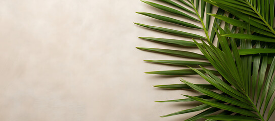 Wall Mural - Background featuring palm leaves with copy space image.