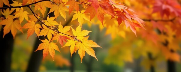 yellow green maple branches with orange red leaves, fall season, nature, autumn