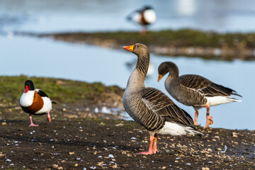 Wall Mural - Greylag Goose, Anser anser, birds on winter marshes