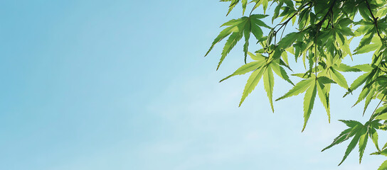 Wall Mural - Blue sky and green tree leaves with copy space for text and design