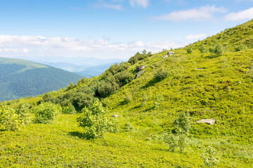 Wall Mural - landscape with trees on the grassy meadow. alps of ukraine. sunny day. summer alpine scenery in carp