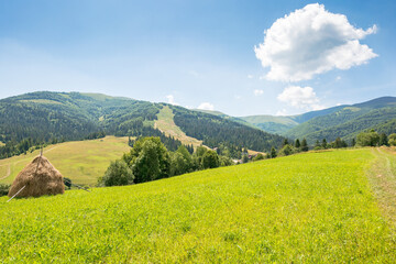 Wall Mural - grassy field on the hill. rural scenery. mountainous countryside landscape on a sunny day in summer. podobovets valley in transcarpathia, ukraine. village in the valley. haystack on the slope