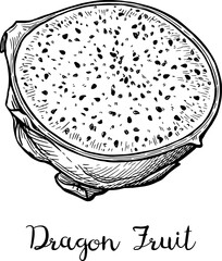 Wall Mural - half a dragon fruit ink sketch.