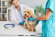 © Studio Romantic - Careful smiling male veterinarian in lab coat examining maltipoo dog during medical checkup in veterinary clinic. Female veterinary nurse assisting to doctor, holding cute furry pet sitting on table.