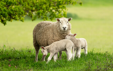 Wall Mural - sheep and lambs, a mother sheep and her two twin lambs in springtime. a tender moment between mum an