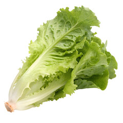 Fresh green lettuce organic farm food photography natural light close-up healthy eating, isolated on white or transparent background