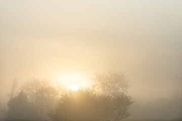 Wall Mural - Sunrise sunlight sunburst behind tree in morning with forest landscape view colorful yellow glow in fog mist in Indiana