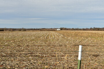 Wall Mural - Harvested Corn Field