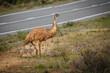 © Shirley and Johan - An adult emu herding its cute striped chicks through their semi arid environment shortly after crossing the highway without mishap near Broken Hill in New South Wales, Australia.