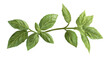 © GoldPumaze - Fresh basil leaves as a garnish for pasta dishes, adding vibrant color and aromatic flavor.