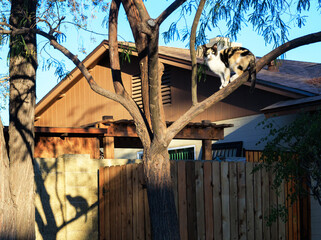 Multicolored cat walking on tree branches high above the ground