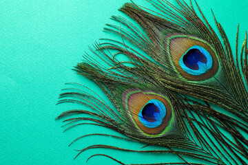 Wall Mural - Two beautiful peacock feathers on turquoise background, top view