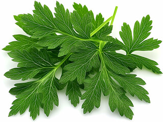 Wall Mural - Fresh parsley sprig, isolated, white background, food ingredient