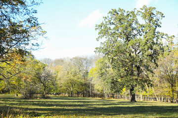 Wall Mural - Beautiful trees on sunny day in park. Picturesque autumn landscape