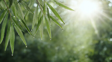 Wall Mural - Dewdrops on green leaves glistening in sunlight, creating serene atmosphere