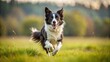© Nasnunt - Active Border Collie Running in Open Field , open field, energetic,  open field, energetic