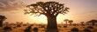 © chaiwat - Morning light illuminates the unique shape of a baobab tree in the savannah, morning, shade, savannah