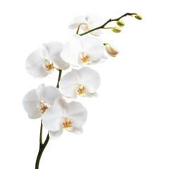 Wall Mural - A delicate white orchid with multiple blossoms and budding flowers on a slender stem.