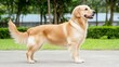 © Patchayanit  - Golden Retriever Standing Proudly in a Green Park Setting