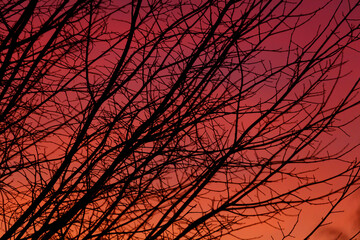 Wall Mural - A tree with its branches bare and the sky in the background is orange