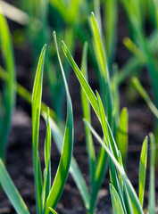 Wall Mural - A bunch of green grass with some dirt in the background