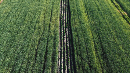 Poster - Aerial Shot of Dense Green Agriculture Land