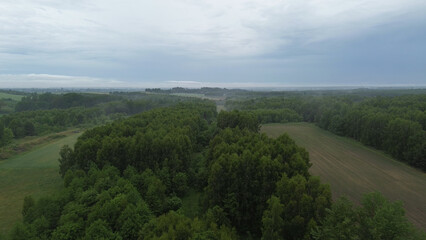 Poster - Aerial View of Rain-Freshened Forest at Dawn