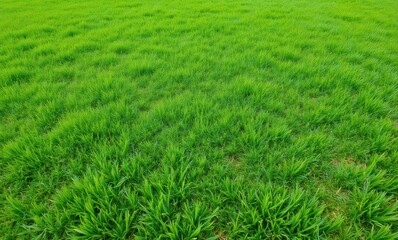 Wall Mural - Lush green grass field