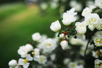 Wall Mural - White flowers on a green bush. Spring cherry apple blossom. The white rose is blooming.