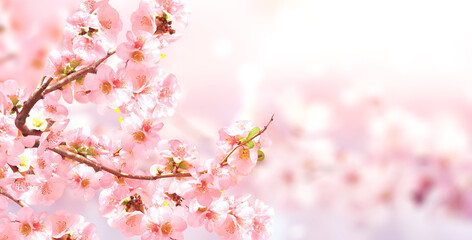 Aufkleber - Horizontal banner with Japanese Quince flowers (Chaenomeles japonica) of pink color on sunny backdrop. Nature spring background with a branch of blooming Quince. Copy space for text
