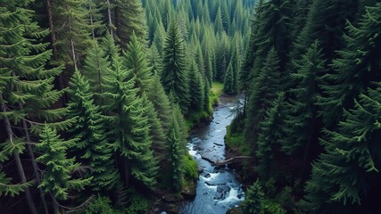 aerial view of lush conifer forest taiga with stream, firs, cedars, brook, green trees, forest, stre