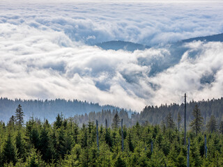 Wall Mural - view over natural spruce forest and a brewing sea of fog, bavarian forest, germany