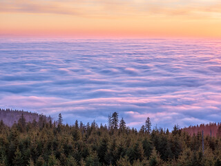 Wall Mural - view over natural spruce forest and a sea of fog at sunset, bavarian forest, germany