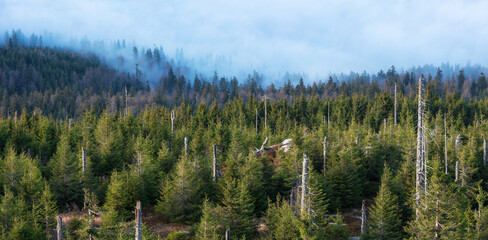 Wall Mural - panoramic view of natural spruce forest and fog, bavarian forest, germany