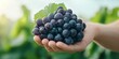 © Ryzhkov - Handful of Grapes in Nature Sustainable Agriculture Visuals with Natural Textures for Modern Farm Branding and Organic Produce Marketing