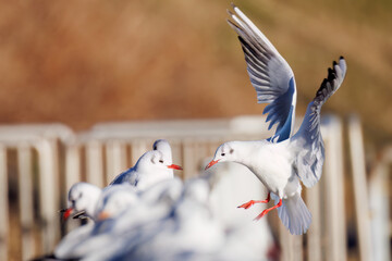 Wall Mural - 神奈川県の県鳥、飛翔する美しいユリカモメ（カモメ科）他の群れ
英名学名：Black-headed gulls (Larus ridibundus)
神奈川県横浜市鶴見川-2025
